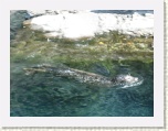 Otter Central Park Zoo New York * 2592 x 1944 * (1.11MB)